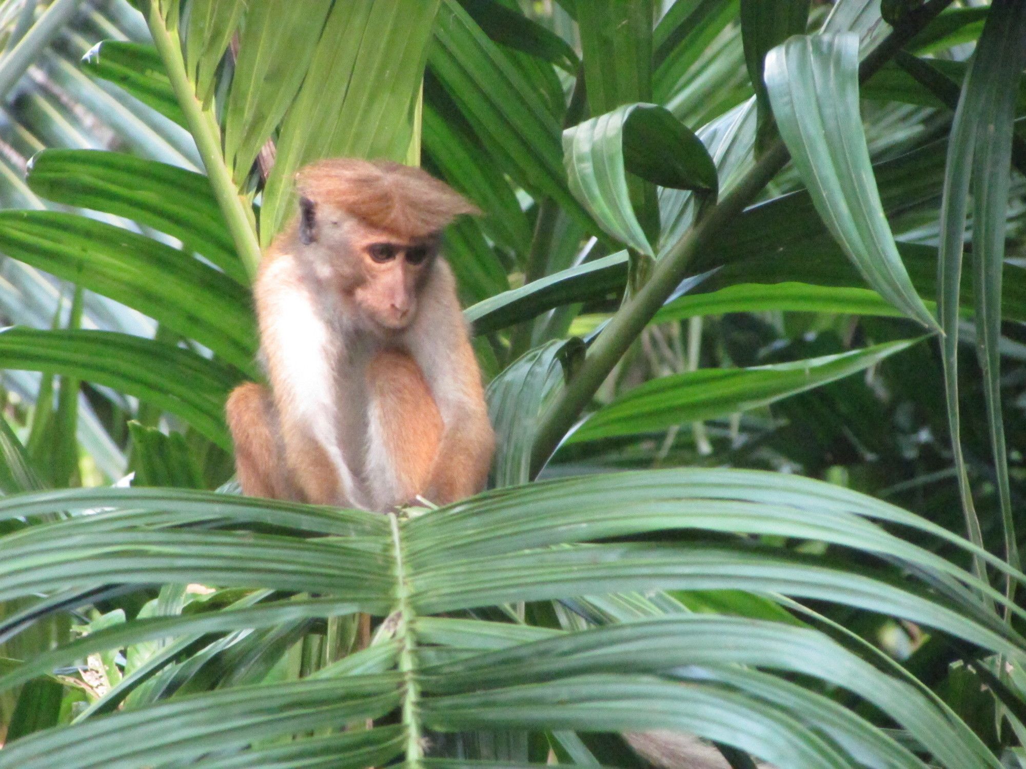 Jungle Guest ,Mirissa Hotel Kültér fotó